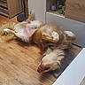 Gabin participe au concours pour gagner de l'argent avec cette photo : belly, dog, dogs, funny, fur, furniture, golden_retriever, home, indoor, kitchen, long_hair, lying_down, paws, playful, relaxed, sleeping, smiling, teeth, upside_down, wood_floor
