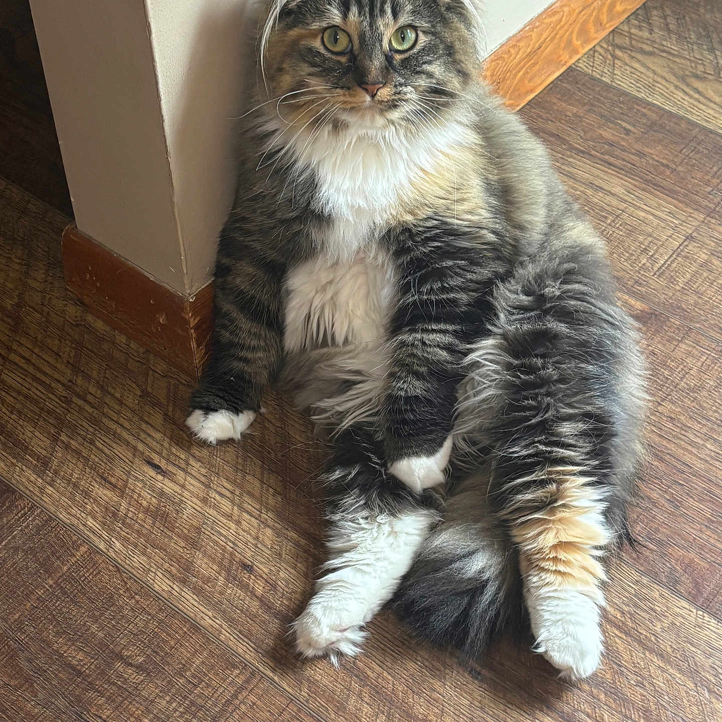 Sugar