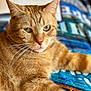 cat, orange_tabby, feline, pet, close_up, portrait, fur, whiskers, relaxed, indoor, blanket, pattern, colorful, animal, mammal, cute, sleepy, cozy, soft, domestic_cat