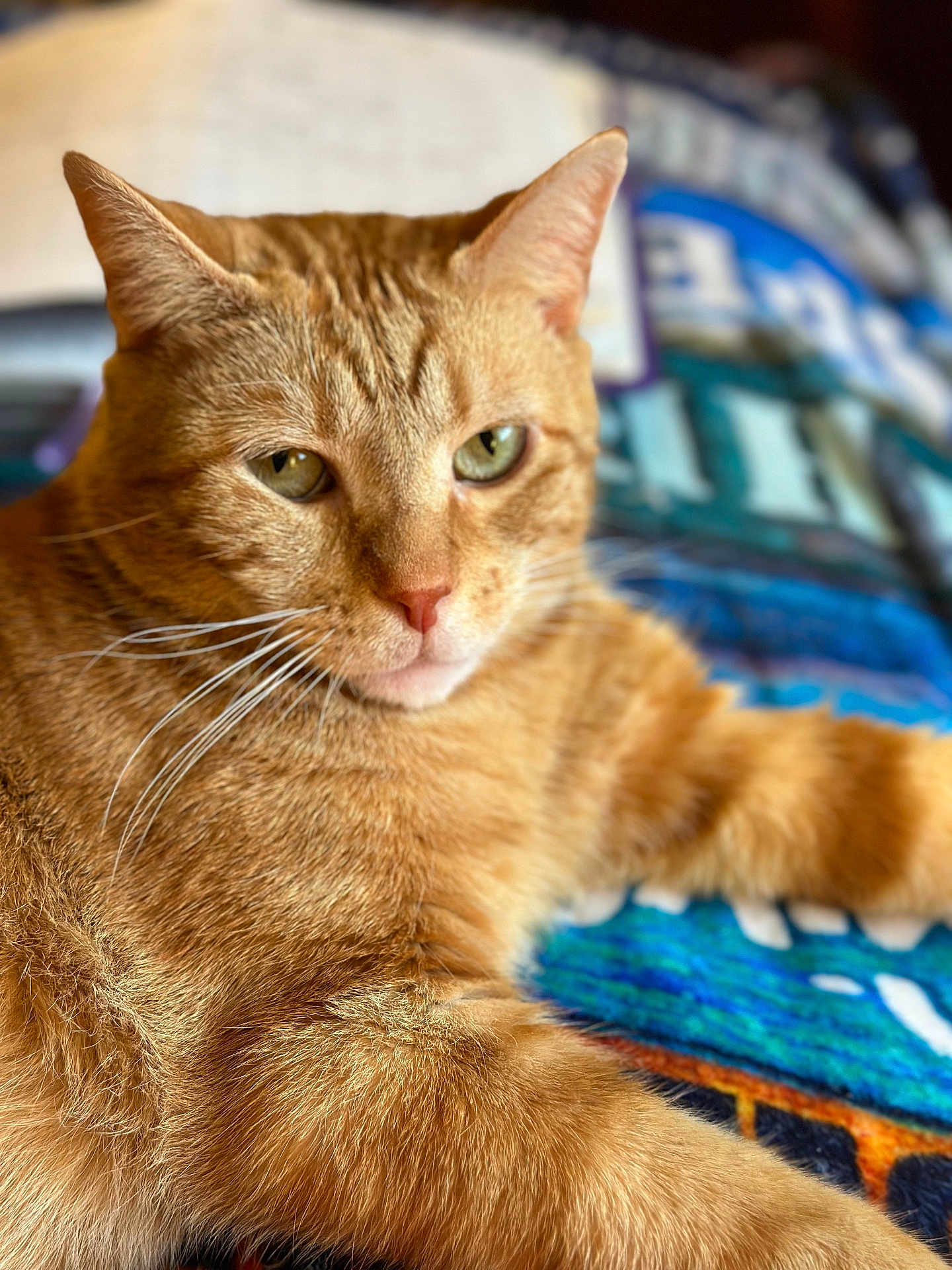 Sam is registered to the contest to win money with this photo: cat, orange_tabby, feline, pet, close_up, portrait, fur, whiskers, relaxed, indoor, blanket, pattern, colorful, animal, mammal, cute, sleepy, cozy, soft, domestic_cat