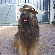 Brithany a rejoint le concours — aidez-le/la à gagner de superbes lots ! dog, fluffy, hat, straw_hat, outdoor, pavement, gate, brown_fur, black_fur, tongue_out, pet, canine, sitting, long_hair, animal, friendly, portrait, sunlight, shadow, nature