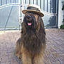 dog, fluffy, hat, straw_hat, outdoor, pavement, gate, brown_fur, black_fur, tongue_out, pet, canine, sitting, long_hair, animal, friendly, portrait, sunlight, shadow, nature