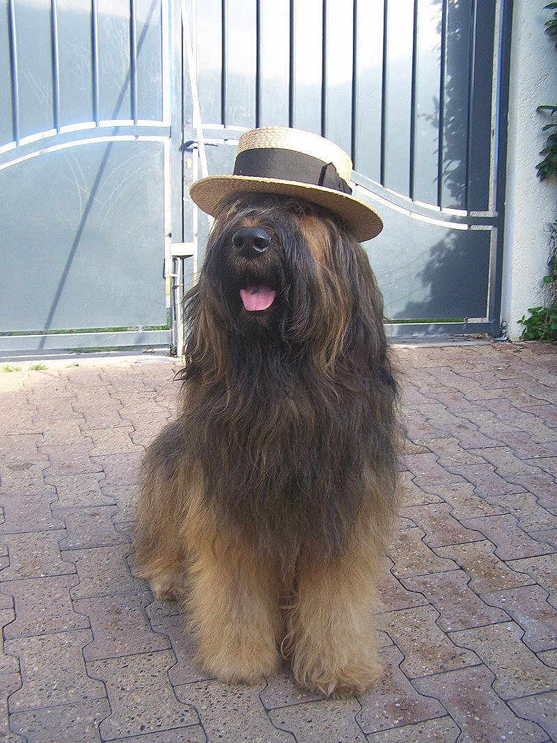 Brithany a rejoint le concours — aidez-le/la à gagner de superbes lots ! dog, fluffy, hat, straw_hat, outdoor, pavement, gate, brown_fur, black_fur, tongue_out, pet, canine, sitting, long_hair, animal, friendly, portrait, sunlight, shadow, nature