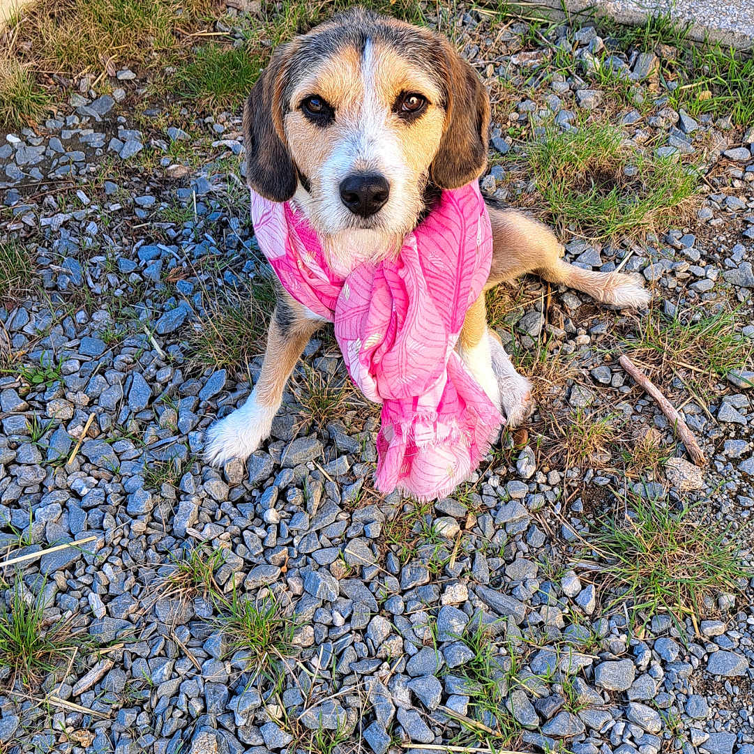 Ricky participe au concours pour gagner de l'argent avec cette photo : animal, beagle, canine, cobblestone, dog, face, flagstone, grass, gravel, head, hound, path, pebble, pet, plant, puppy, road, rock, slate, walkway