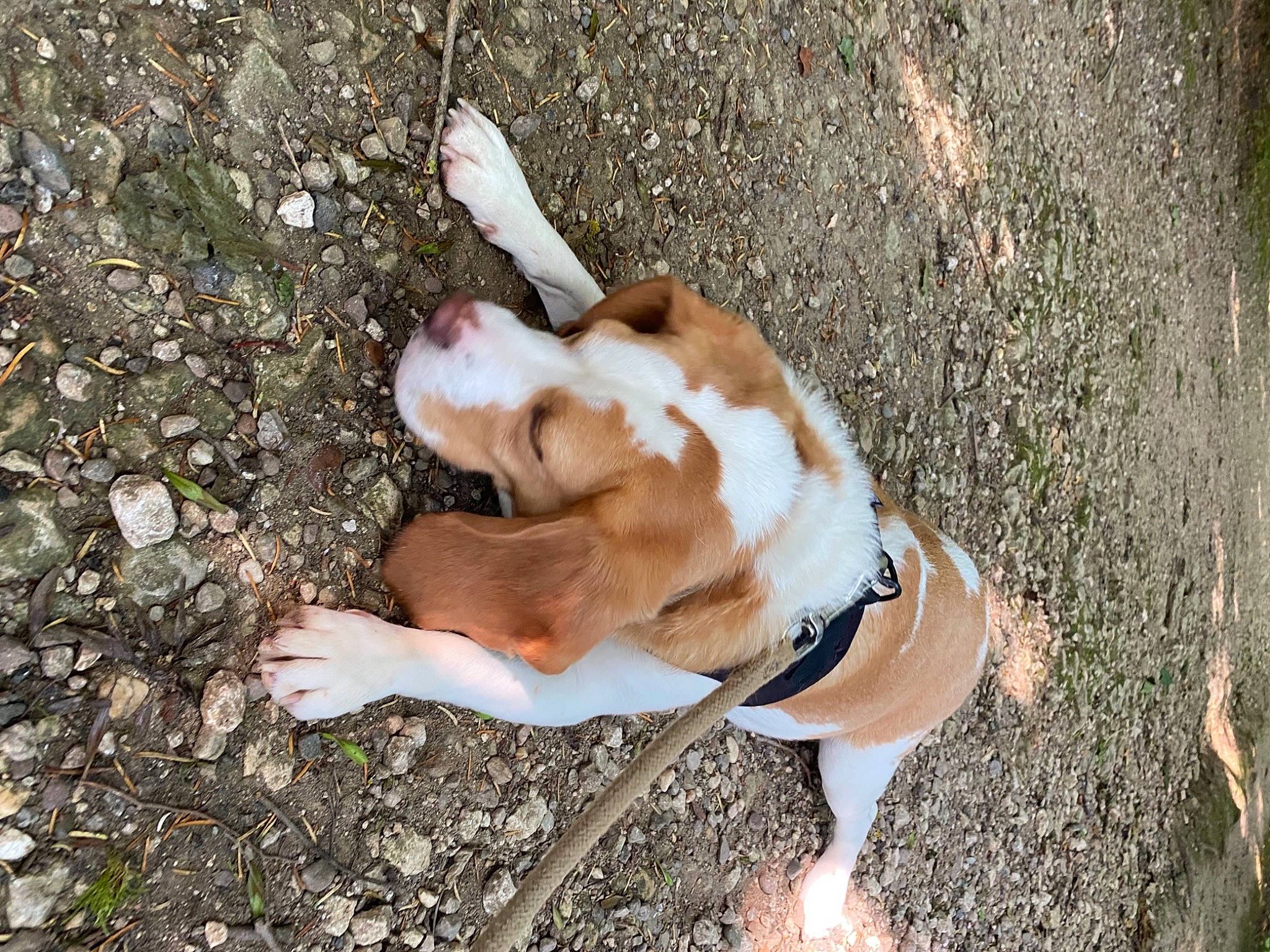 Pastel participe au concours pour gagner de l'argent avec cette photo : canidae, carnivore, collar, companion_dog, dog, dog_breed, dog_collar, dog_supply, fur, grass, hound, leash, paw, pet_supply, snout, soil, sporting_group, tail, wood, working_animal