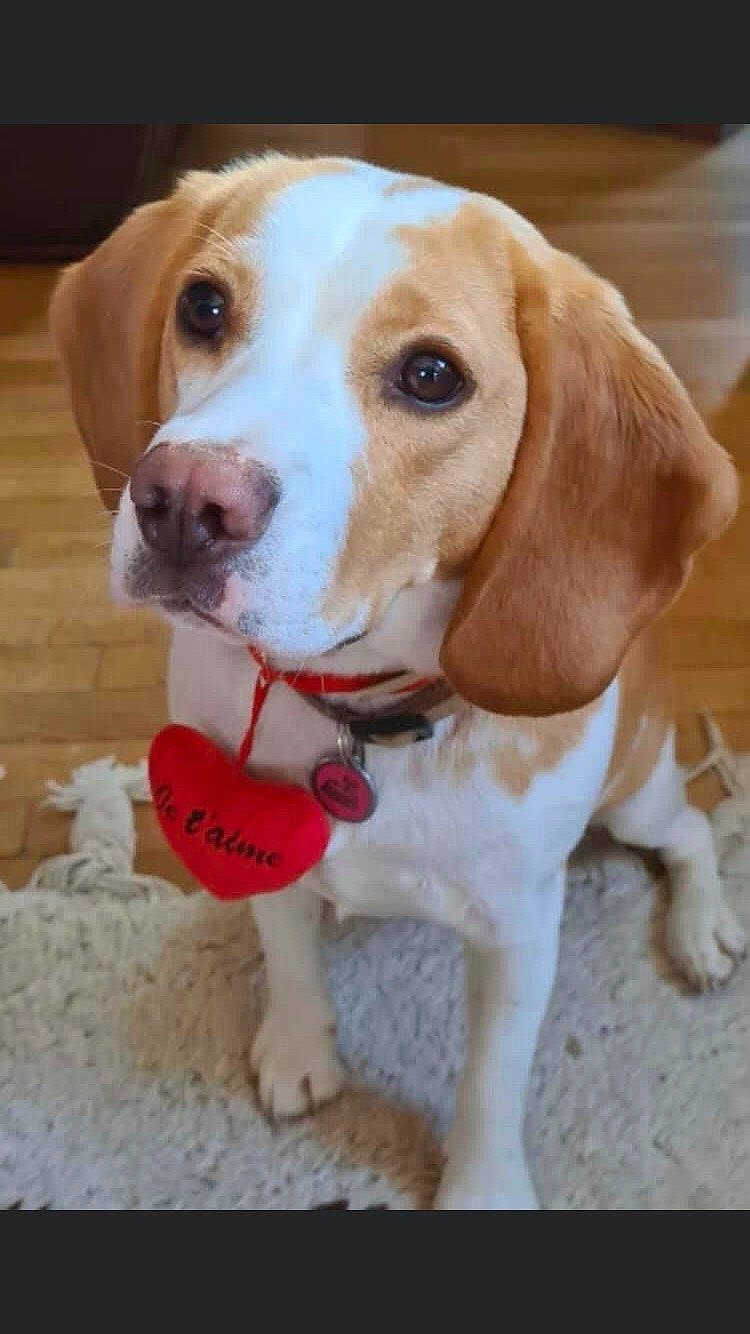 Pastel a rejoint le concours — aidez-le/la à gagner de superbes lots ! canidae, carnivore, collar, companion_dog, dog, dog_breed, dog_collar, dog_supply, fawn, fur, hound, hunting_dog, mammal, paw, pet_supply, snout, sporting_group, tail, toy, working_animal