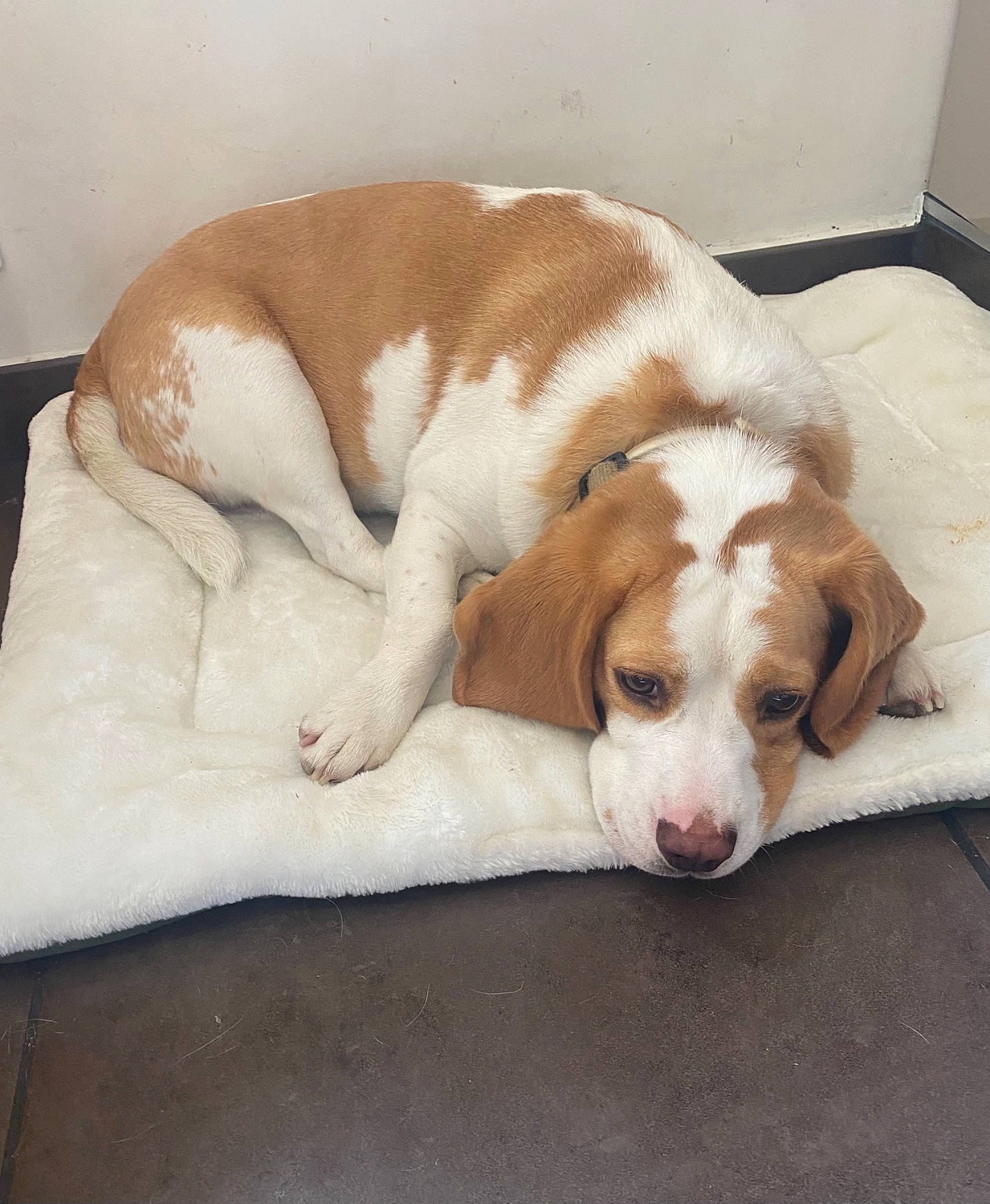 Pastel participe au concours pour gagner de l'argent avec cette photo : bored, canidae, carnivore, comfort, companion_dog, dog, dog_breed, fawn, flooring, fur, gun_dog, hardwood, hound, liver, scent_hound, snout, sporting_group, tail, wood, working_animal