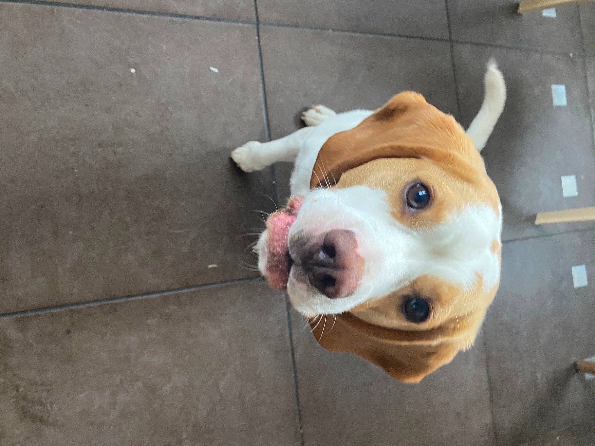 Pastel participe au concours pour gagner de l'argent avec cette photo : ancient_dog_breeds, canidae, carnivore, companion_dog, concrete, dog, dog_breed, dog_supply, fawn, flooring, fur, jaw, non_sporting_group, road_surface, snout, sporting_group, terrestrial_animal, whiskers, wood, working_animal