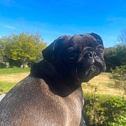 Tessy a rejoint le concours — aidez-le/la à gagner de superbes lots ! animal, blue_sky, close_up, companion, cute, daytime, dog, fur, grass, looking_back, mammal, nature, outdoor, pet, portrait, pug, small_dog, sunlight, tree, whiskers