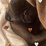Tessy a rejoint le concours — aidez-le/la à gagner de superbes lots ! adorable, black_dog, blanket, brown_blanket, comfort, cozy, cute, dog, ears, expression, face, fur, indoors, nostrils, pet, pug, resting, sleepy, snuggling, white_blanket