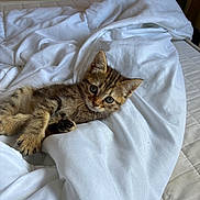 Athena a rejoint le concours — aidez-le/la à gagner de superbes lots ! kitten, cat, tabby, pet, animal, cute, bed, blanket, white, fur, young, domestic, sleepy, cozy, resting, soft, indoor, curious, small, paw