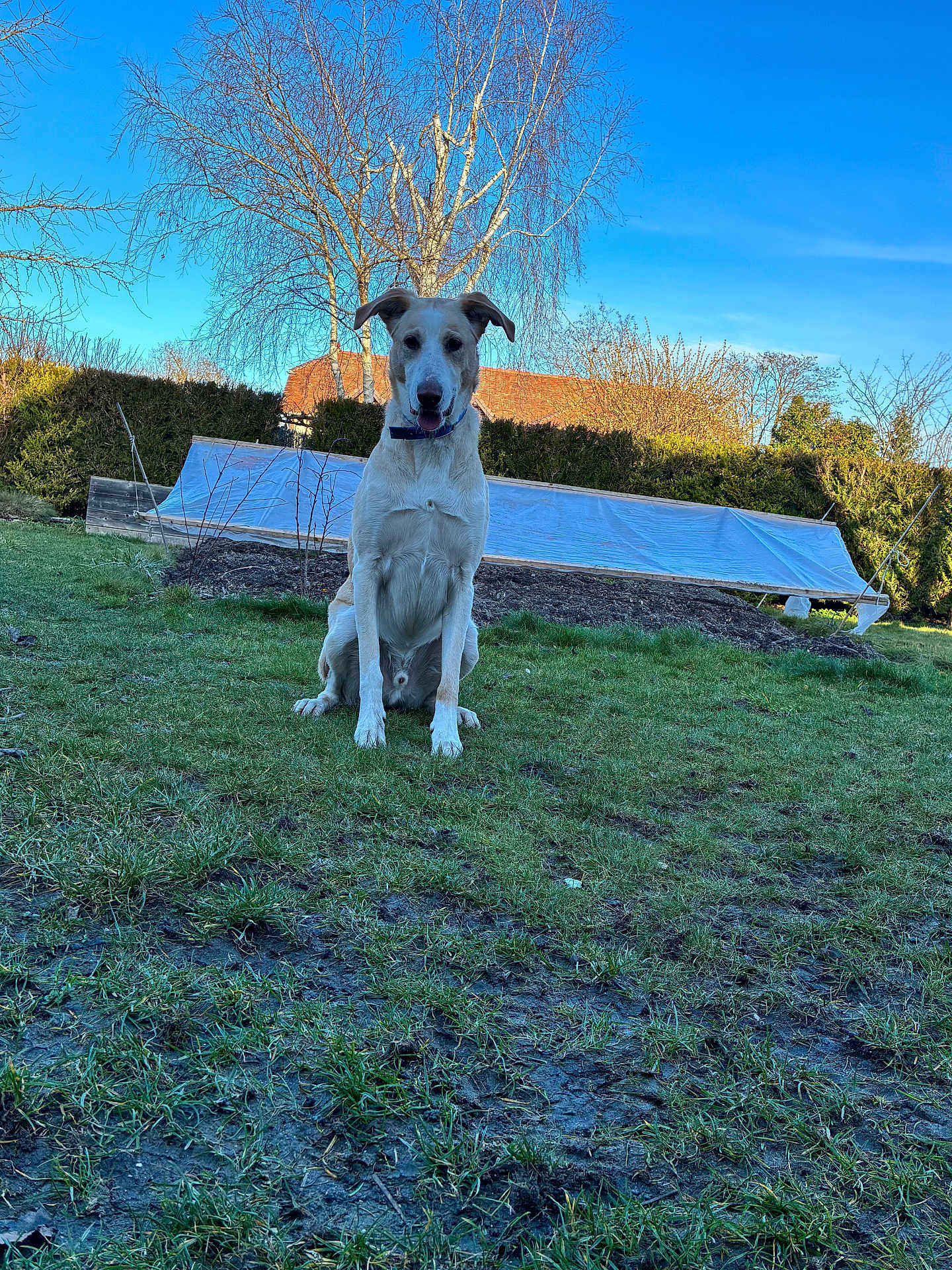Voice participe au concours pour gagner de l'argent avec cette photo : dog, grass, yard, outdoor, tree, blue_sky, pet, canine, collar, nature, sunlight, garden, sitting, animal, leafless_tree, hedge, house, daytime, muzzle, fur