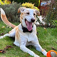 Voice a rejoint le concours — aidez-le/la à gagner de superbes lots ! dog, grass, garden, orange_ball, collar, bow_tie, panting, outdoor, sunlight, plants, bushes, gate, pet, canine, tongue_out, playful, leaves, happy, animal, nature