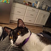 Hazel Grace is registered to the contest to win money with this photo: cat, black_and_white_cat, yellow_eyes, purple_collar, pet, indoor, kitchen, refrigerator, rainbow_drawing, white_cabinets, wooden_floor, person, lap, relaxing, whiskers, close_up, domestic_animal, fur, home, cozy