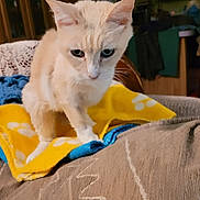 Stickers joined the competition — help win amazing prizes! animal, blanket, blue, cat, couch, cozy, cream_colored, curious, domestic, ears, fur, furniture, home, indoor, living_room, patterned, pet, soft_lighting, whiskers, yellow