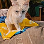 animal, blanket, blue, cat, couch, cozy, cream_colored, curious, domestic, ears, fur, furniture, home, indoor, living_room, patterned, pet, soft_lighting, whiskers, yellow