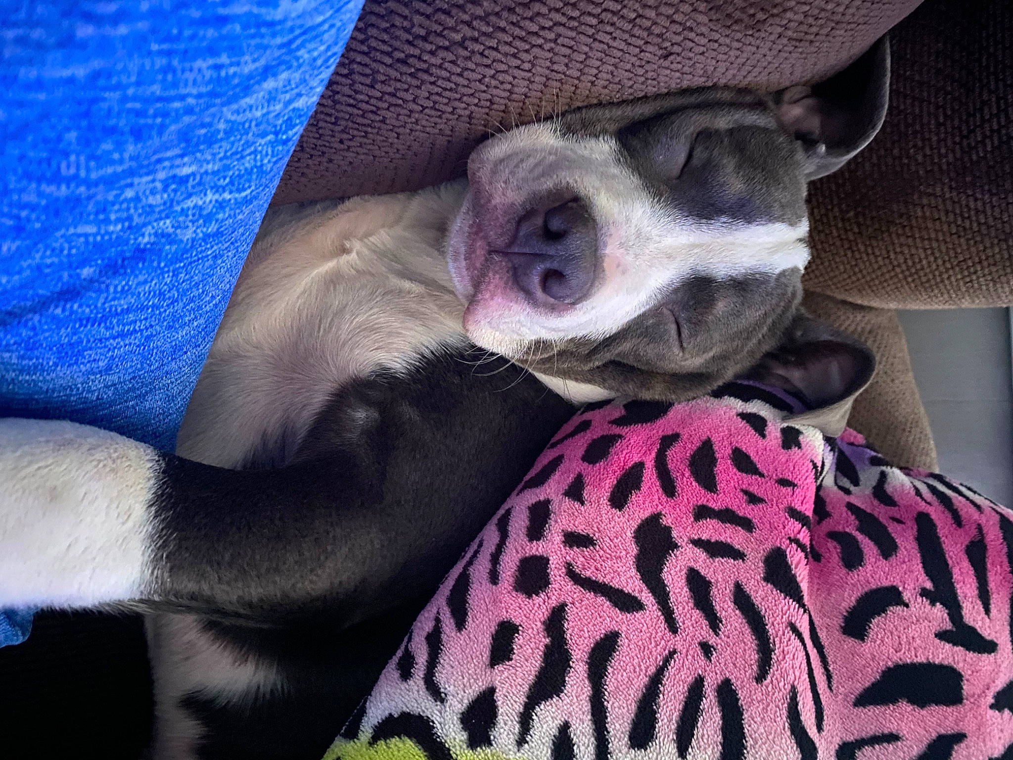 Delrae joined the competition — help win amazing prizes! canidae, carnivore, comfort, companion_dog, dog, dog_breed, dog_supply, electric_blue, eyewear, fawn, grey, hat, linens, purple, snout, sporting_group, textile, toy_dog, whiskers, working_animal