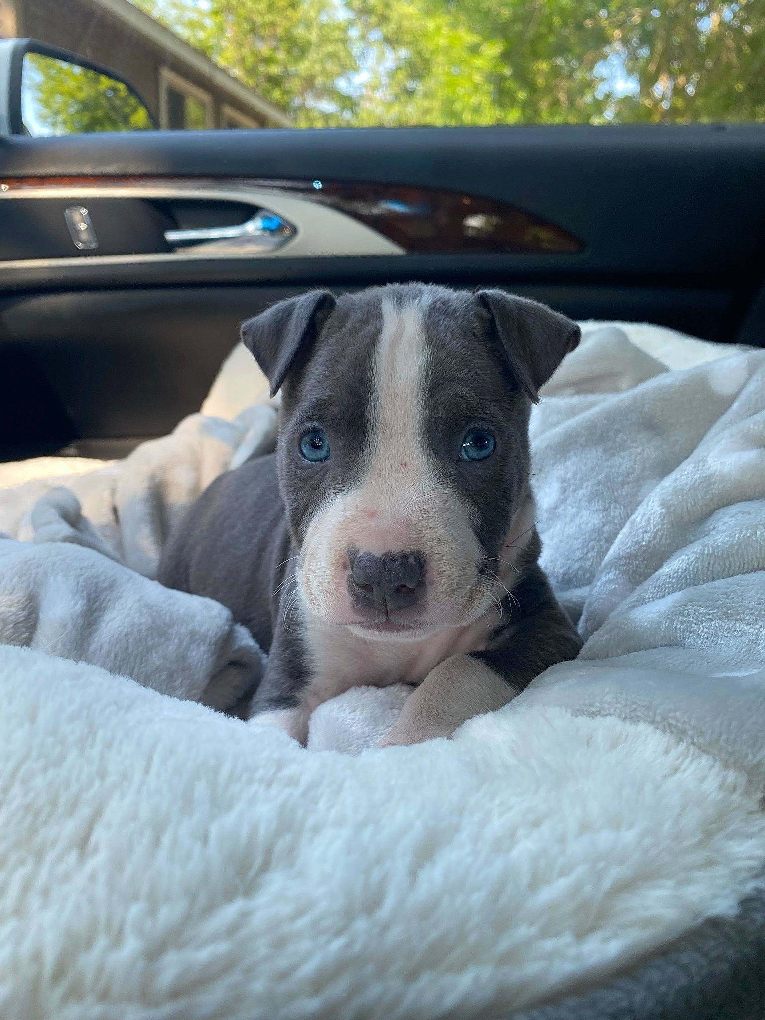 Delrae joined the competition — help win amazing prizes! auto_part, automotive_exterior, boston_terrier, car, carnivore, comfort, companion_dog, dog, dog_breed, family_car, fawn, personal_luxury_car, snout, sporting_group, vehicle, vehicle_door, whiskers, window, windshield, working_animal