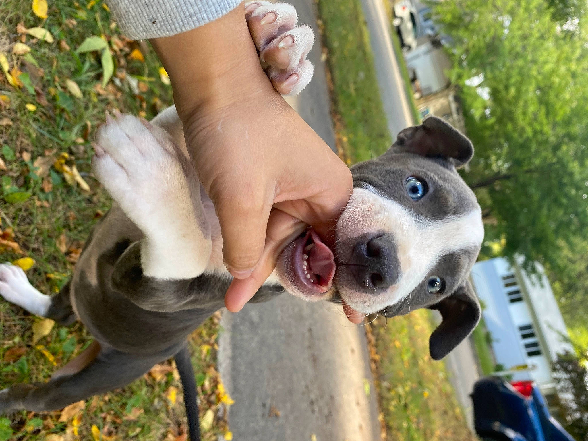 Delrae is registered to the contest to win money with this photo: ball, carnivore, collar, companion_dog, denim, dog, dog_breed, dog_collar, fashion_accessory, fawn, grass, human_leg, leash, leisure, people_in_nature, plant, recreation, snout, sporting_group, tree