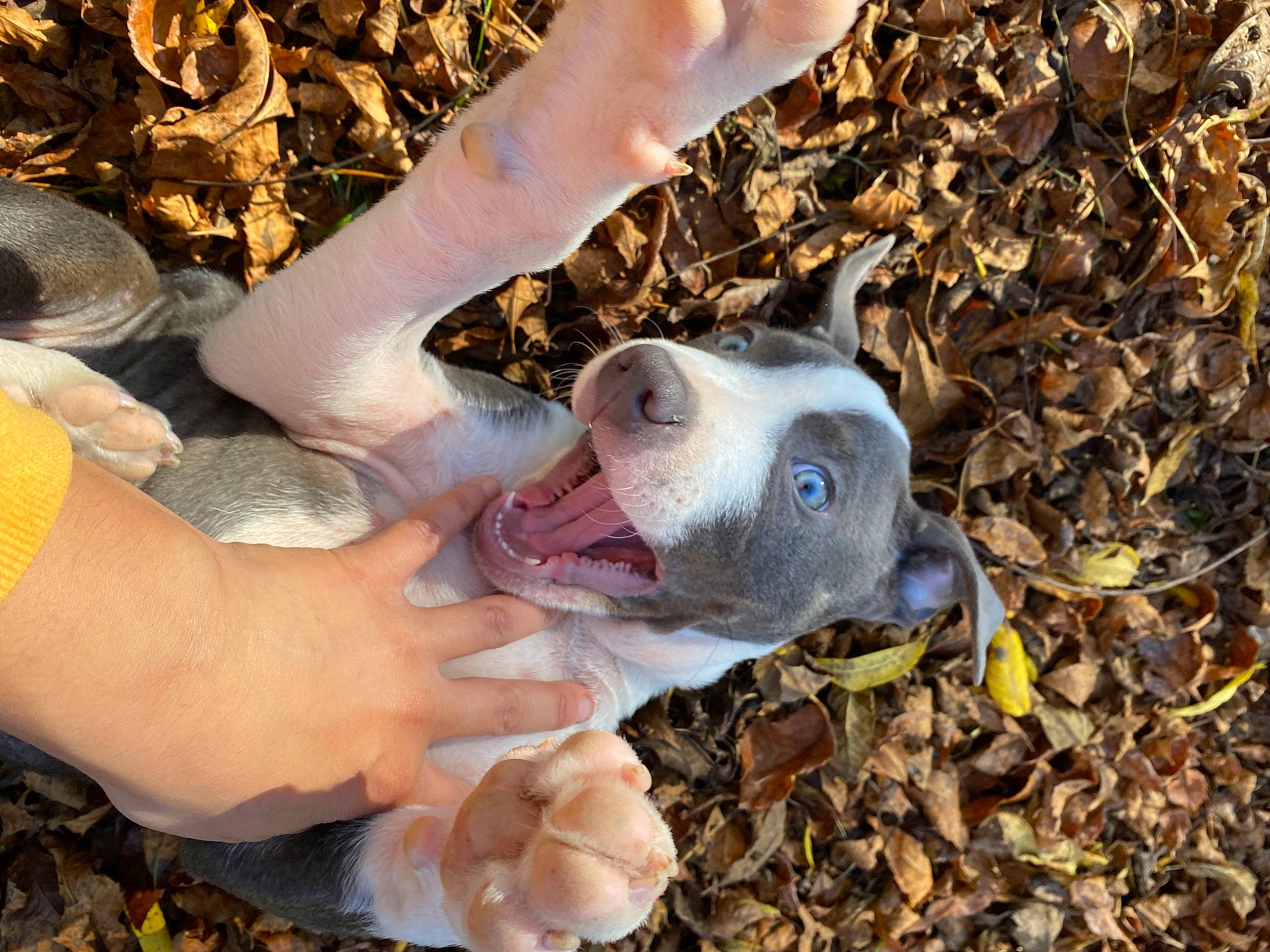 Delrae joined the competition — help win amazing prizes! canidae, companion_dog, dog, dog_breed, fawn, finger, foot, gesture, grass, natural_material, non_sporting_group, people_in_nature, snout, soil, sporting_group, terrestrial_animal, thumb, working_animal