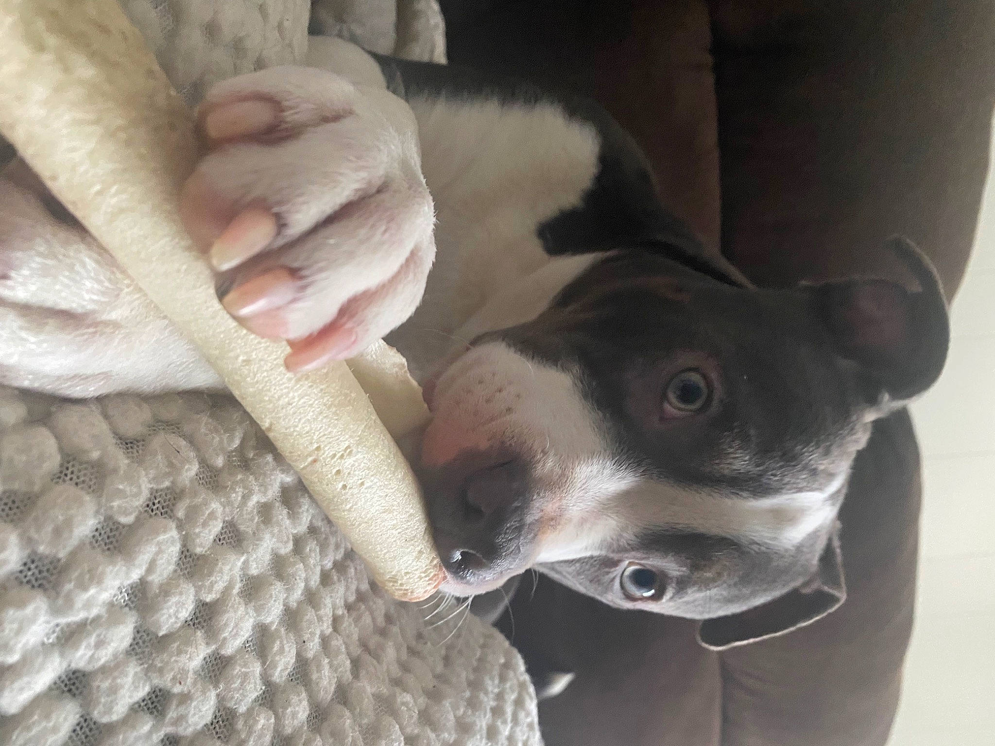 Delrae joined the competition — help win amazing prizes! carnivore, collar, comfort, companion_dog, dog, dog_breed, dog_collar, ear, fawn, fur, nail, non_sporting_group, paw, snout, sporting_group, whiskers, wood, working_animal