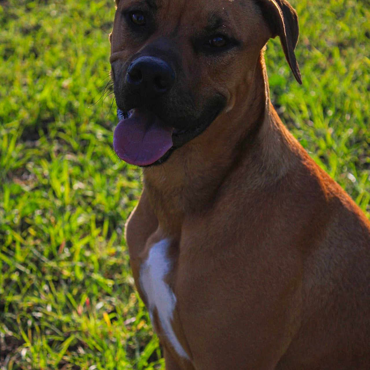 Scooby participe au concours pour gagner de l'argent avec cette photo : animal, bodypart, boxer, bulldog, canine, dog, field, grass, grassland, hound, labradorretriever, lawn, mouth, nature, outdoors, person, pet, pitbull, plant, puppy