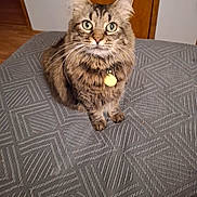 Monty joined the competition — help win amazing prizes! cat, tabby, green_eyes, fur, pet, indoor, collar, tag, whiskers, ears, wooden_door, flooring, gray_surface, texture, looking_up, domestic, animal, feline, cute, home