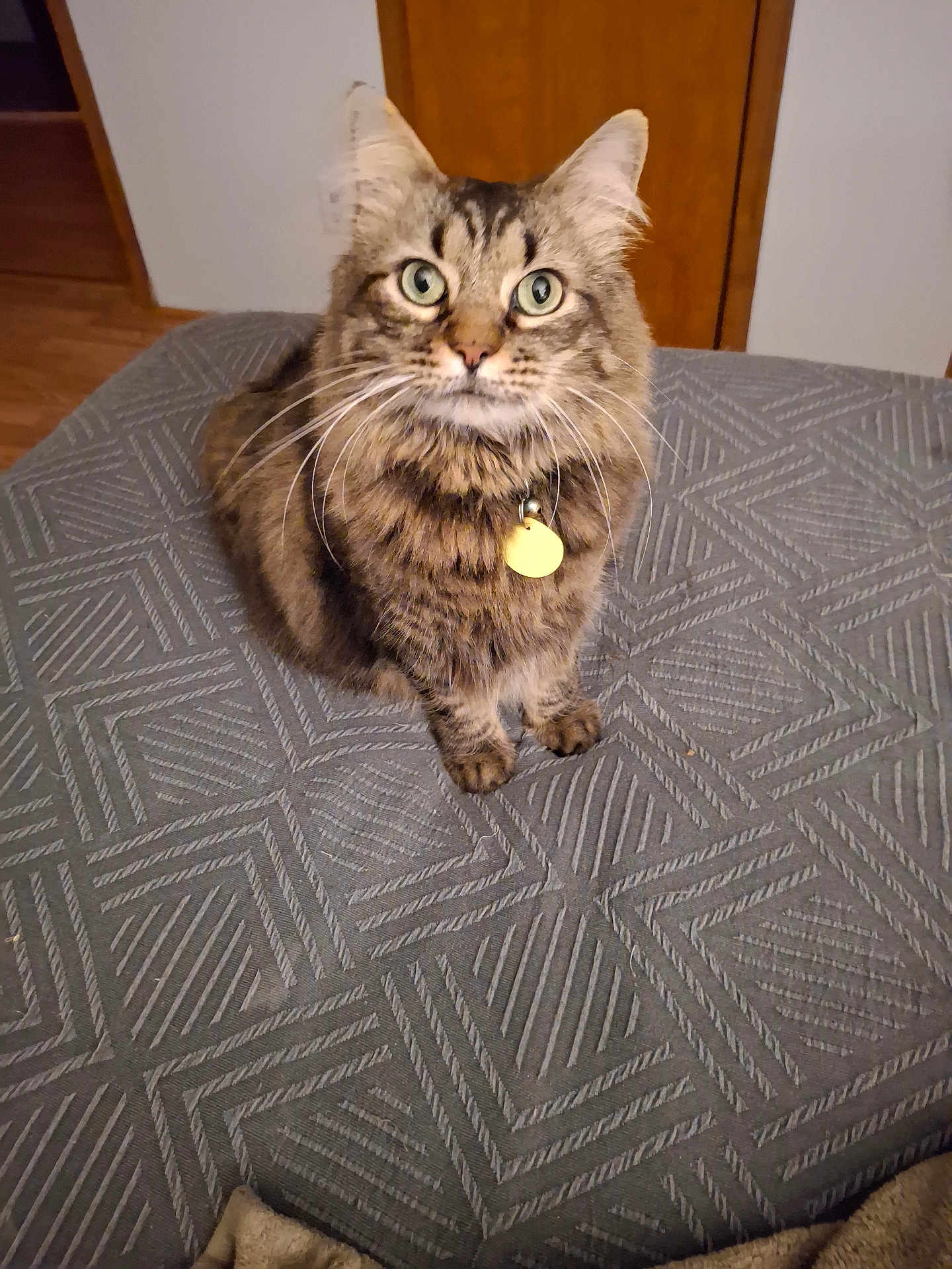 Monty joined the competition — help win amazing prizes! cat, tabby, green_eyes, fur, pet, indoor, collar, tag, whiskers, ears, wooden_door, flooring, gray_surface, texture, looking_up, domestic, animal, feline, cute, home