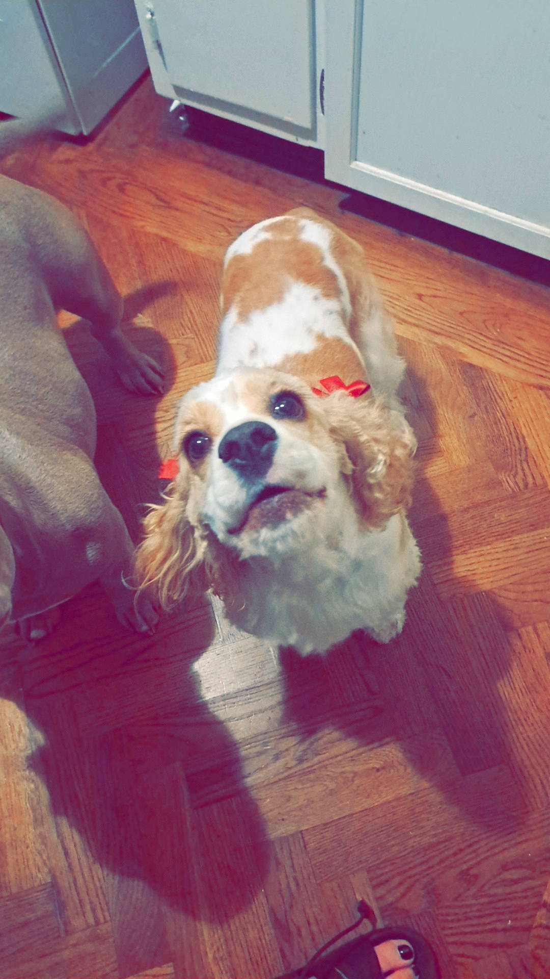 Lady joined the competition — help win amazing prizes! canidae, carnivore, cavalier_king_charles_spaniel, companion_dog, dog, dog_breed, dog_supply, fawn, flooring, fur, hardwood, liver, pet_supply, smile, snout, spaniel, toy, toy_dog, wood, working_animal