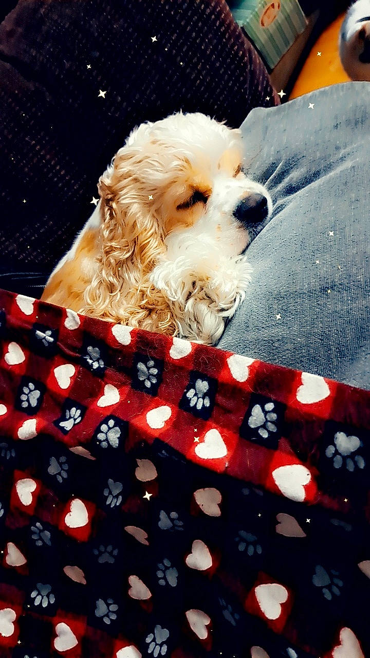 Lady joined the competition — help win amazing prizes! canidae, carnivore, companion_dog, dog, dog_breed, dog_clothes, dog_supply, event, eyewear, fawn, fur, labradoodle, linens, pattern, puppy_love, small_terrier, spaniel, sporting_group, terrier, toy_dog