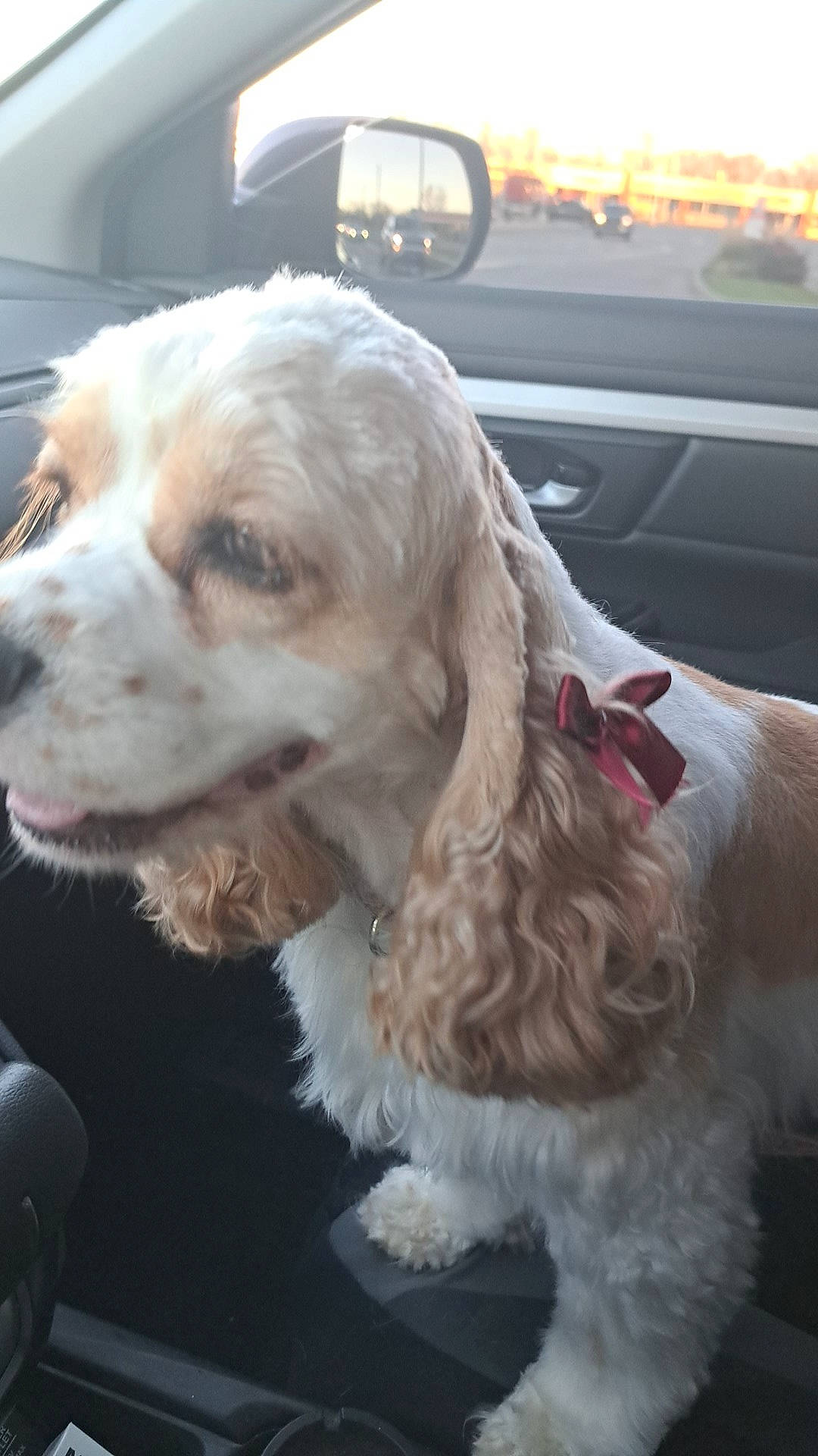 Lady is registered to the contest to win money with this photo: automotive_exterior, automotive_lighting, automotive_mirror, canidae, car, carnivore, companion_dog, dog, dog_breed, dog_collar, fur, liver, luxury_vehicle, mirror, rear_view_mirror, snout, sporting_group, vehicle_door, windshield, working_animal