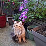 cat, fluffy, curious, potted_plants, purple_flowers, outdoor, garden, concrete_floor, greenery, plant_pots, nature, pet, animal, feline, sitting, whiskers, tail, leaves, flora, daylight