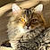 Minou
