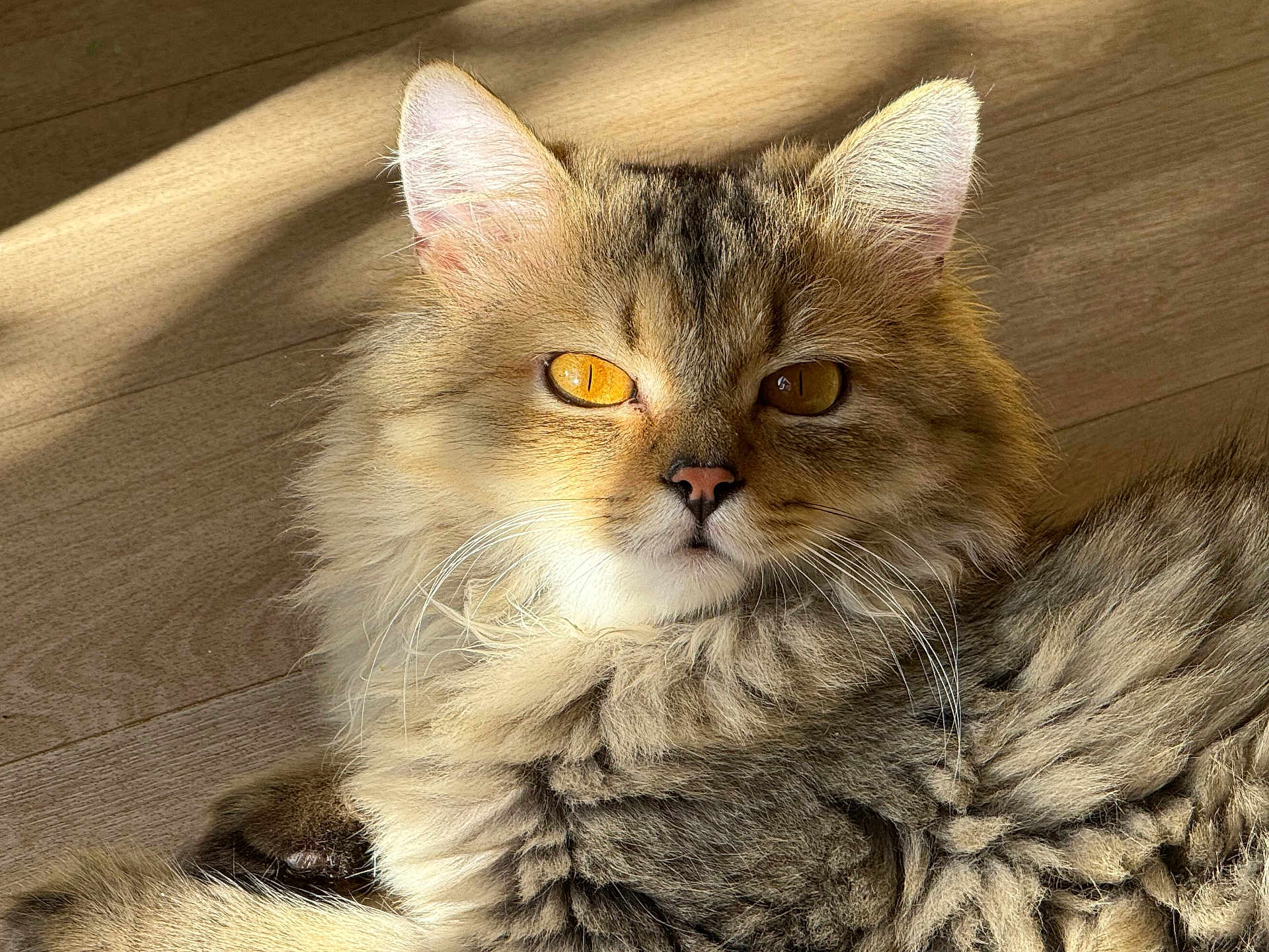 Minou