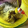 cat, tabby_cat, feline, pet, indoor, play_tunnel, toy, feather, yellow, orange, fur, whiskers, curious, relaxed, closeup, floor, domestic_animal, cute, fluffy, animal