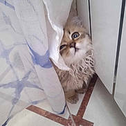 Minou participe au concours pour gagner de l'argent avec cette photo : kitten, cat, curtain, floor, tile, indoor, cute, fur, pet, animal, curious, corner, white, blue, pattern, small, domestic, playful, young, cozy