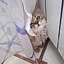 kitten, cat, curtain, floor, tile, indoor, cute, fur, pet, animal, curious, corner, white, blue, pattern, small, domestic, playful, young, cozy