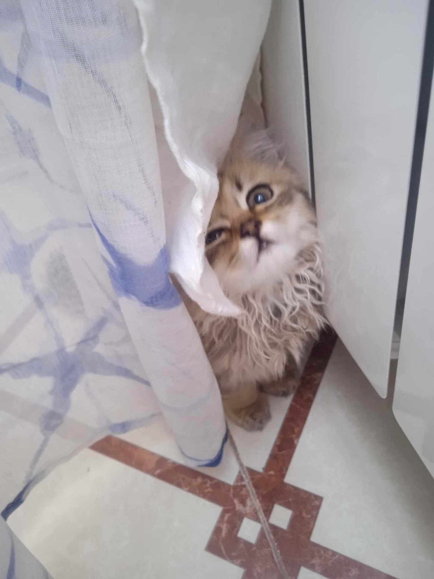 Minou