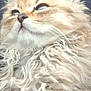 cat, fluffy_fur, curly_fur, close_up, pet, animal, whiskers, ears, face, portrait, soft_light, feline, cute, domestic_animal, mammal, looking_up, fur_texture, indoor, relaxed, adorable