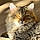 Minou
