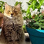 cat, fluffy, pet, animal, plant, flower, pot, green_leaves, white_flower, sunlight, outdoor, nature, feline, cute, portrait, domestic_animal, closeup, sitting, fur, eyes
