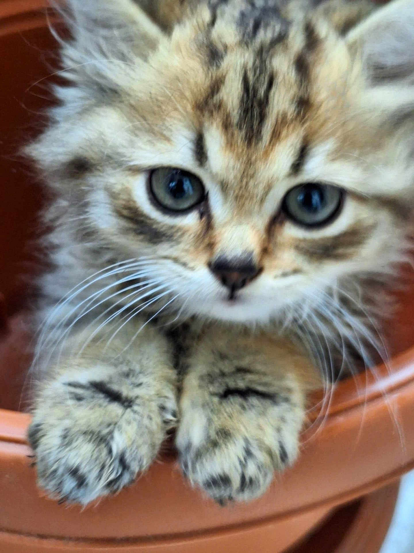 Minou