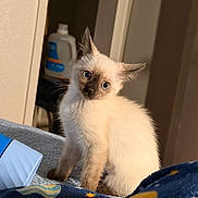 Marshmallow is registered to the contest to win money with this photo: cat, kitten, siamese_cat, pet, animal, fluffy, blue_eyes, pointed_ears, sitting, head_tilt, wide_eyed, indoors, bedroom, blanket, bed, portrait, close_up, fur, cute, curious
