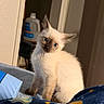 cat, kitten, siamese_cat, pet, animal, fluffy, blue_eyes, pointed_ears, sitting, head_tilt, wide_eyed, indoors, bedroom, blanket, bed, portrait, close_up, fur, cute, curious
