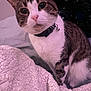 Kitty is registered to the contest to win money with this photo: animal, background, bedroom, bell, blanket, cat, closeup, collar, cozy, curious, face, fur, indoor, mammal, pet, sitting, star_pattern, tabby, texture, whiskers