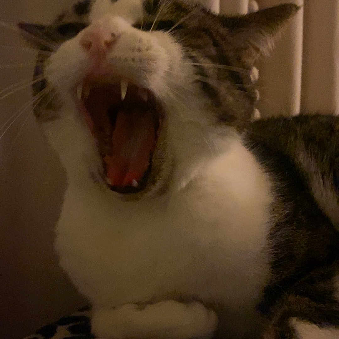 Kitty