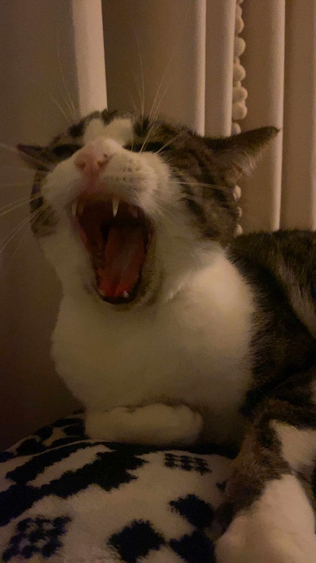Kitty