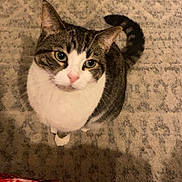 Kitty joined the competition — help win amazing prizes! animal, black, blanket, carpet, cat, cozy, curious, domestic, ears, fur, indoor, looking_up, pattern, pet, red, tabby, tail, whiskers, white, white_stripes