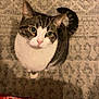 animal, black, blanket, carpet, cat, cozy, curious, domestic, ears, fur, indoor, looking_up, pattern, pet, red, tabby, tail, whiskers, white, white_stripes