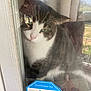 Kitty is registered to the contest to win money with this photo: animal, cat, close_up, curious, door, feline, glass, green_eyes, house, indoor, pet, reflection, ring, security_sticker, smudges, surveillance, tabby, whiskers, white_fur, window